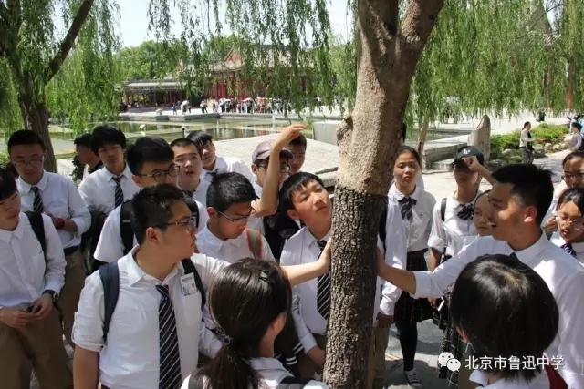 20陕西盛产大枣，同学们参观当地特有的枣树和柿子树的嫁接树.webp.jpg