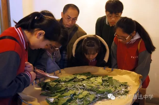 05同学们被萌哒哒的蚕宝宝吸引了.webp.jpg